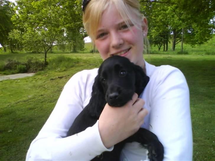 Cocker spaniel Cargo billede 6