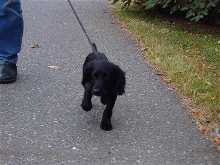 Cocker spaniel Cargo billede 7