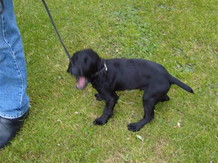 Cocker spaniel Cargo billede 8