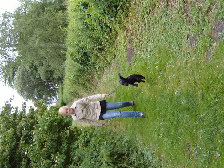 Cocker spaniel Cargo billede 9