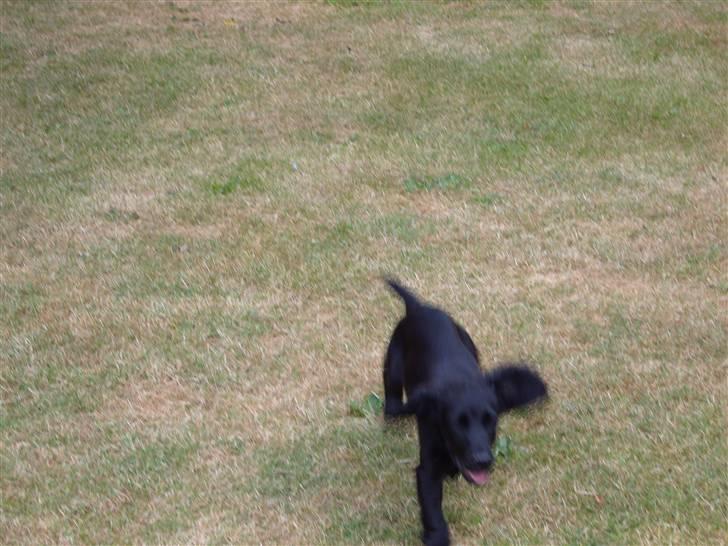 Cocker spaniel Cargo billede 10