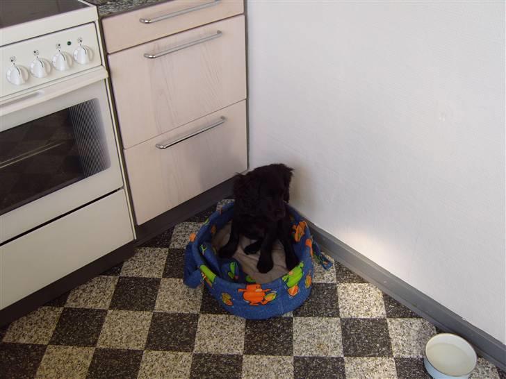 Cocker spaniel Cargo billede 11