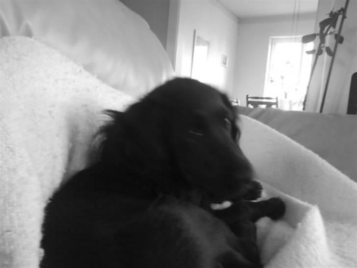 Cocker spaniel Cargo billede 12