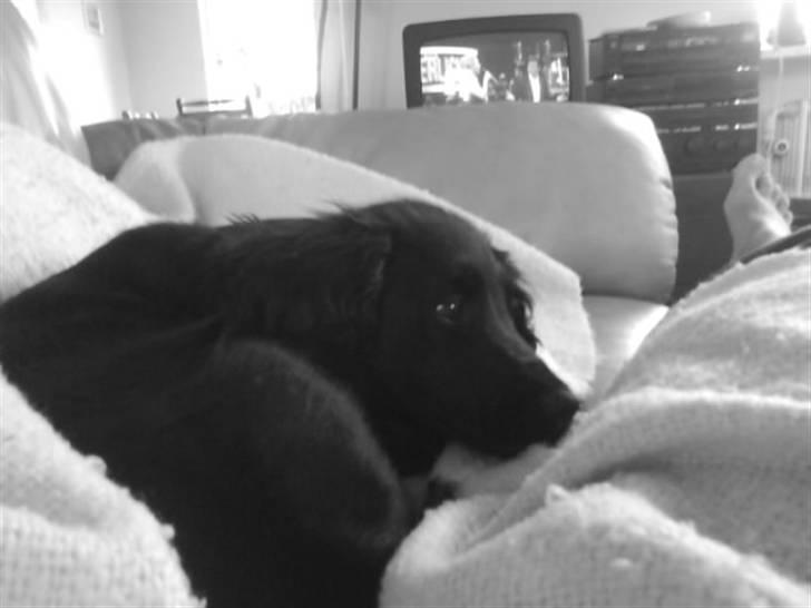 Cocker spaniel Cargo billede 13