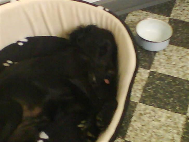 Cocker spaniel Cargo billede 14