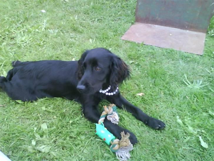 Cocker spaniel Cargo billede 15