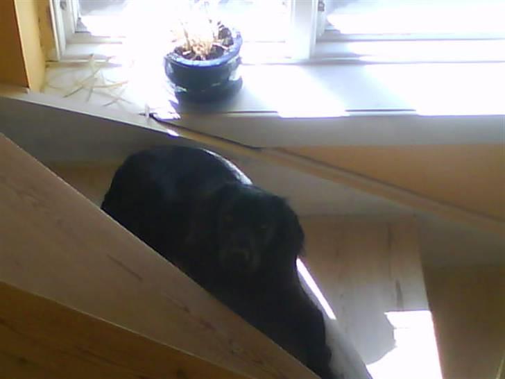 Cocker spaniel Cargo billede 16