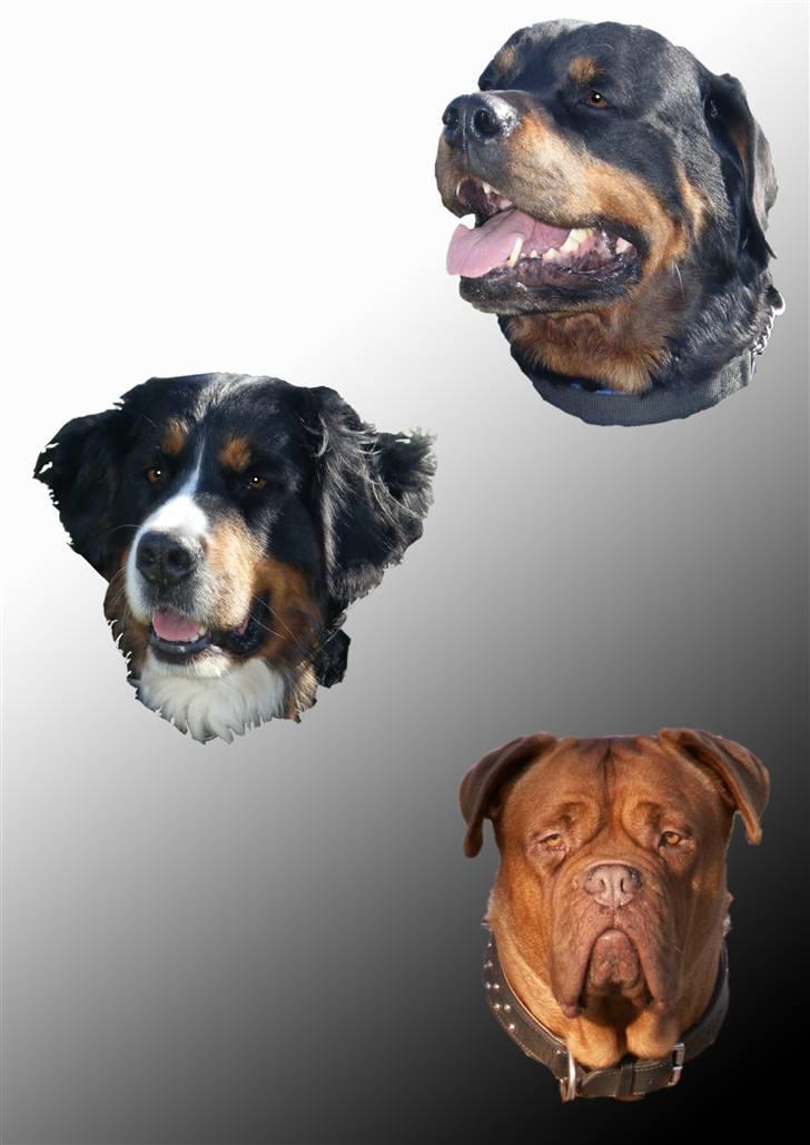 Rottweiler bacchus billede 18