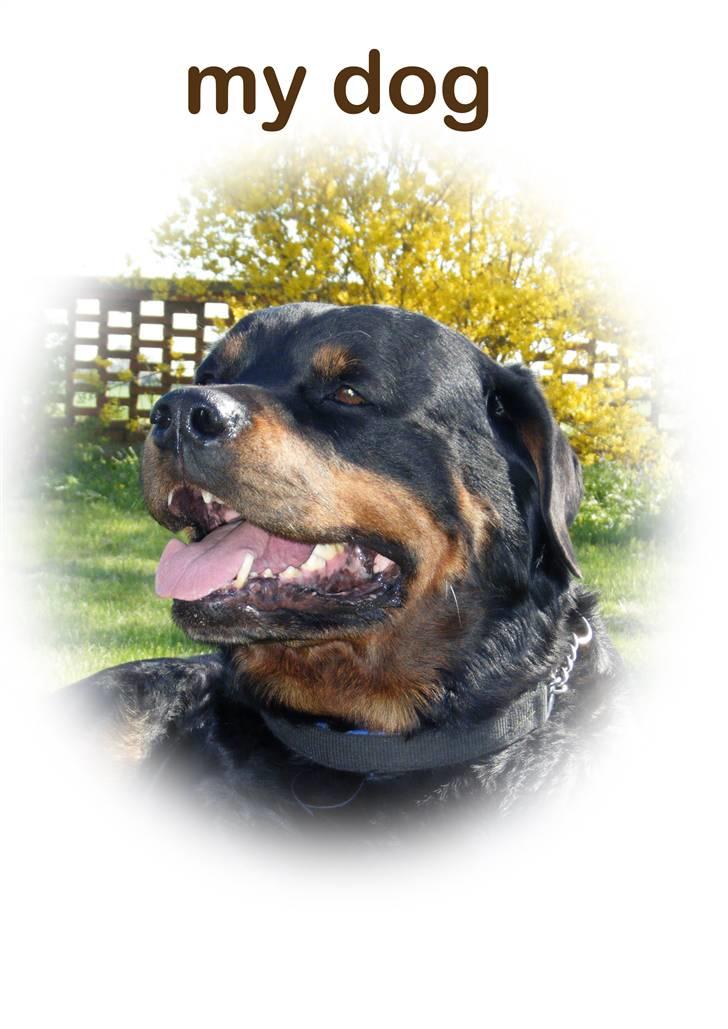 Rottweiler bacchus billede 19