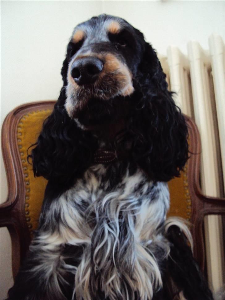 Cocker spaniel Rubin Of Colombo (Ozzy) - Hej, velkommen til min profil. Jeg hedder Ozzy, og jeg er konge her i huset xD billede 1