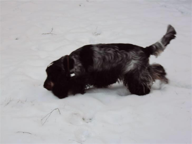 Cocker spaniel Rubin Of Colombo (Ozzy) - *Snus, Snus* Mig i haven, i snen. Jeg eeelsker sne billede 2