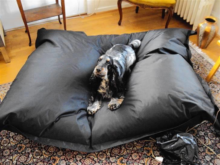 Cocker spaniel Rubin Of Colombo (Ozzy) - Det er så mig i min hundekurv... Eller jeg ville ønske det var min kurv. billede 3