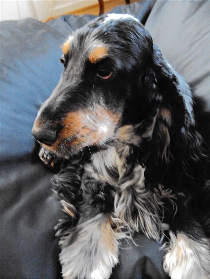 Cocker spaniel Rubin Of Colombo (Ozzy) - Ja, det er jo som i kan se et eksempel på "Fræk læbe"  billede 4