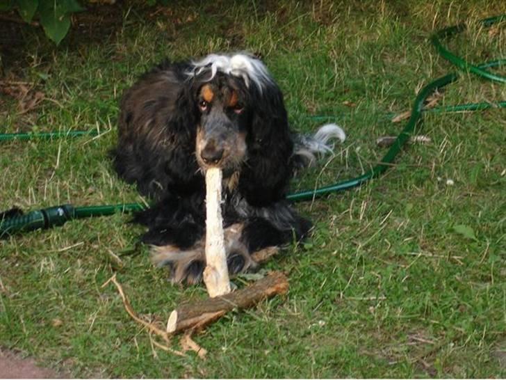 Cocker spaniel Rubin Of Colombo (Ozzy) - Det her er så mig og min pind, i sommerhuset 2008... I skal ikke tage jer af elvis-håret billede 5