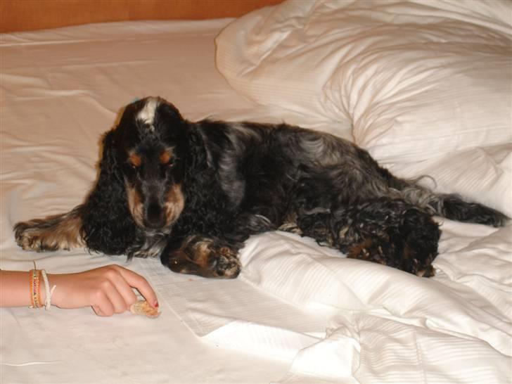 Cocker spaniel Rubin Of Colombo (Ozzy) - Jeg var med på sommerferie, 2009... Her er jeg på Hotel i Tyskland. billede 6