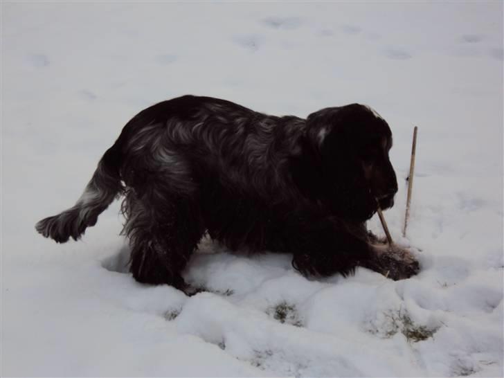 Cocker spaniel Rubin Of Colombo (Ozzy) - Den dyrebare... Min dyrebare pind ! billede 7