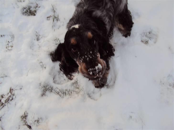Cocker spaniel Rubin Of Colombo (Ozzy) - Øhmmm, sneen kan ikke spise.. Måske kan den kasse du står med der spises. billede 8