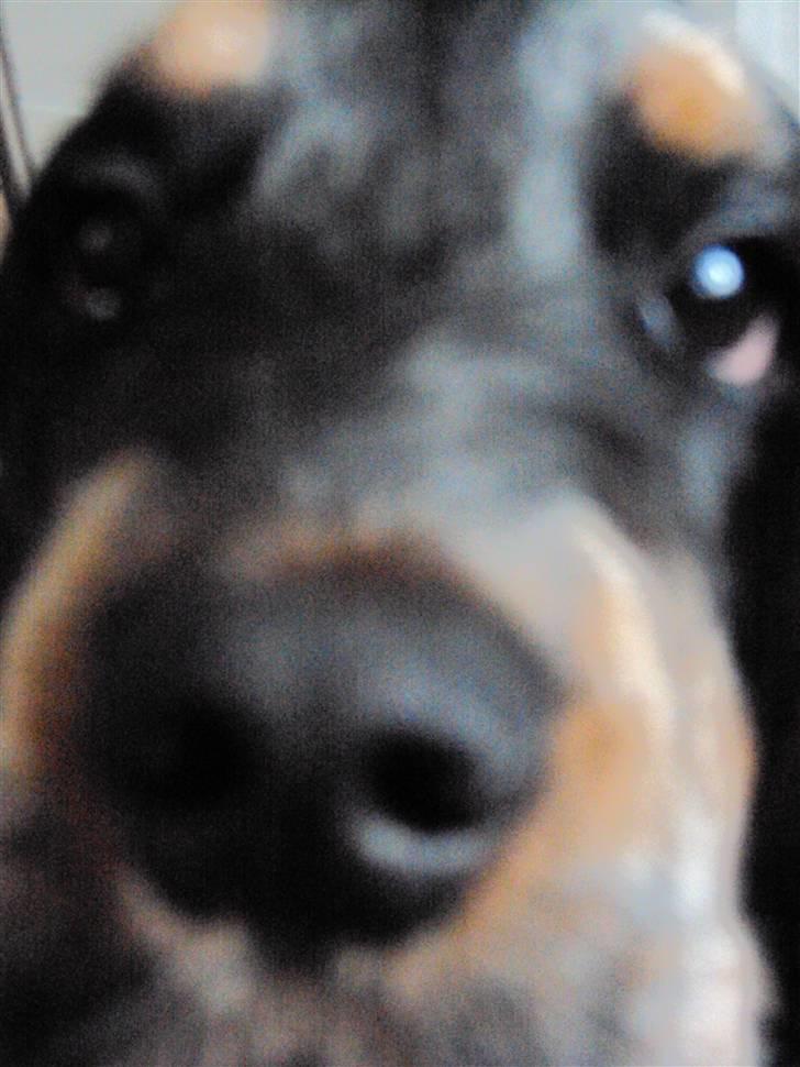 Cocker spaniel Rubin Of Colombo (Ozzy) - Halløj, er jeg for langt væk? Kan i godt se mig? billede 9