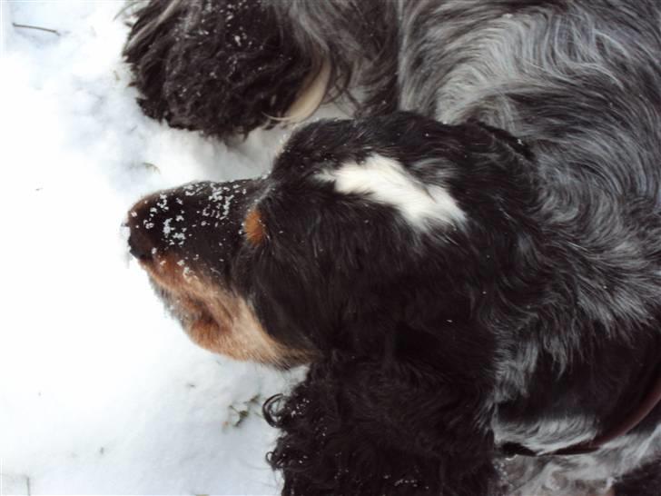 Cocker spaniel Rubin Of Colombo (Ozzy) - der sker niget derhenne.. Dette billede er fra tur i Bernstorff parken billede 10