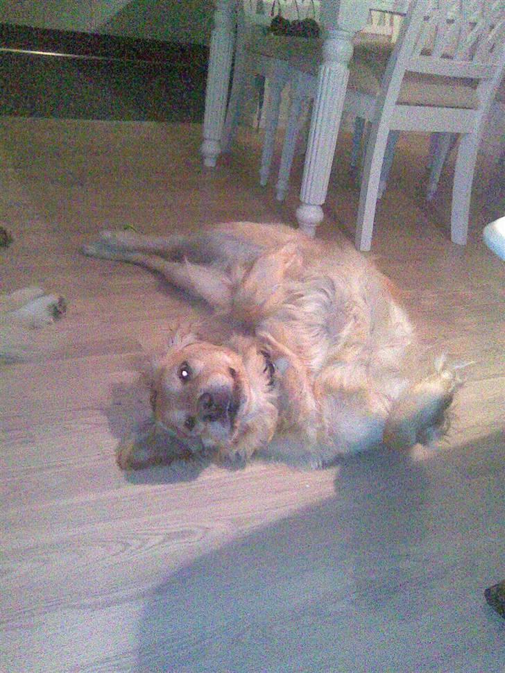 Golden retriever Amanda billede 4