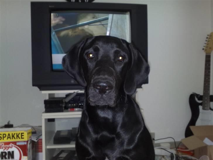 Blanding af racer Kudi billede 1