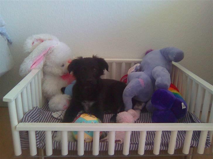 Blanding af racer Micko billede 20