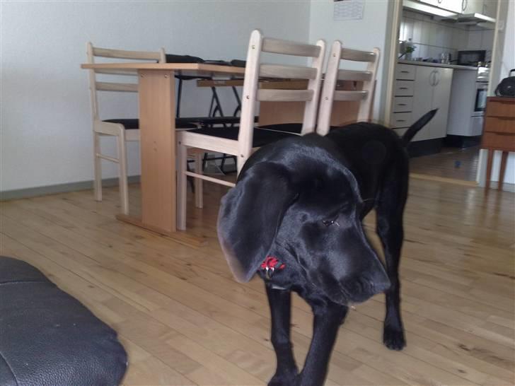 Blanding af racer Kudi billede 3