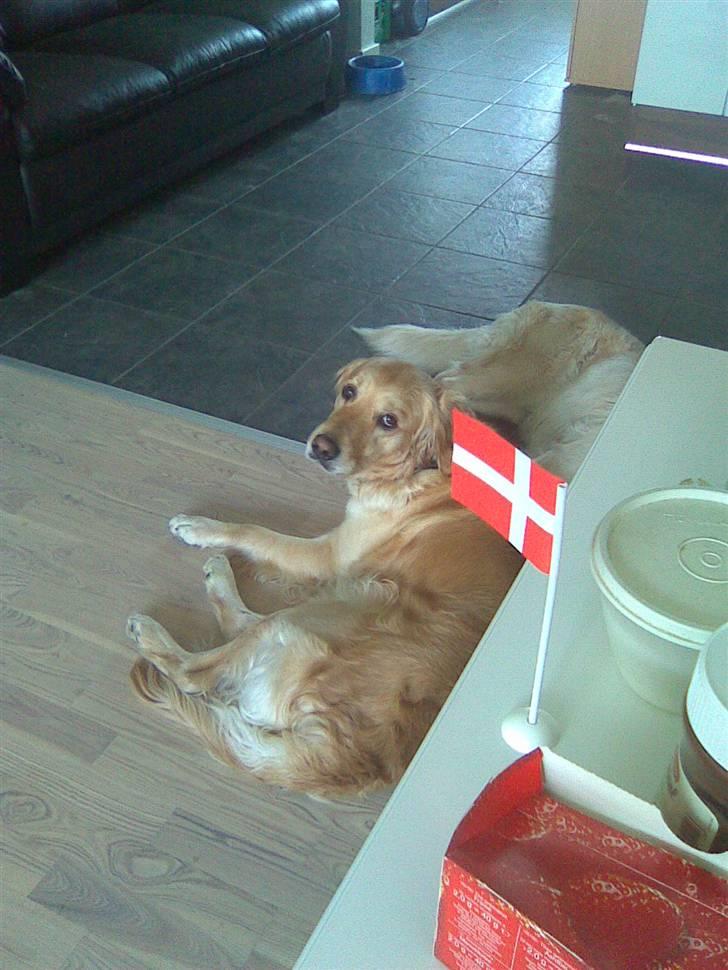 Golden retriever Amanda billede 5