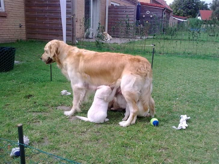 Golden retriever Amanda billede 6