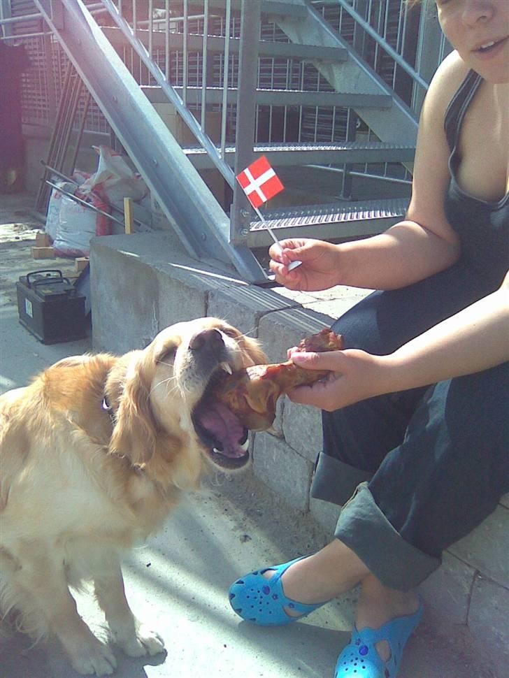 Golden retriever Amanda billede 7