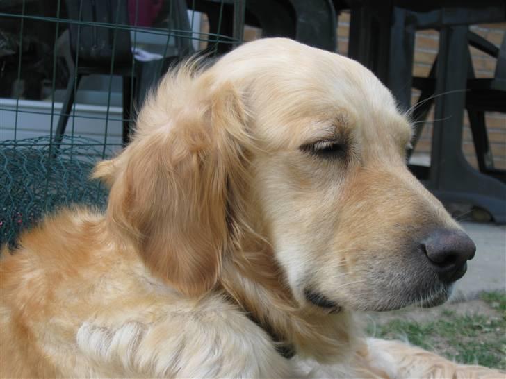 Golden retriever Amanda billede 8