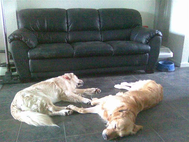 Golden retriever Amanda billede 9