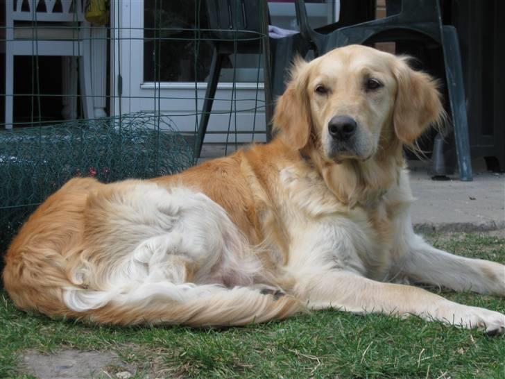 Golden retriever Amanda billede 10