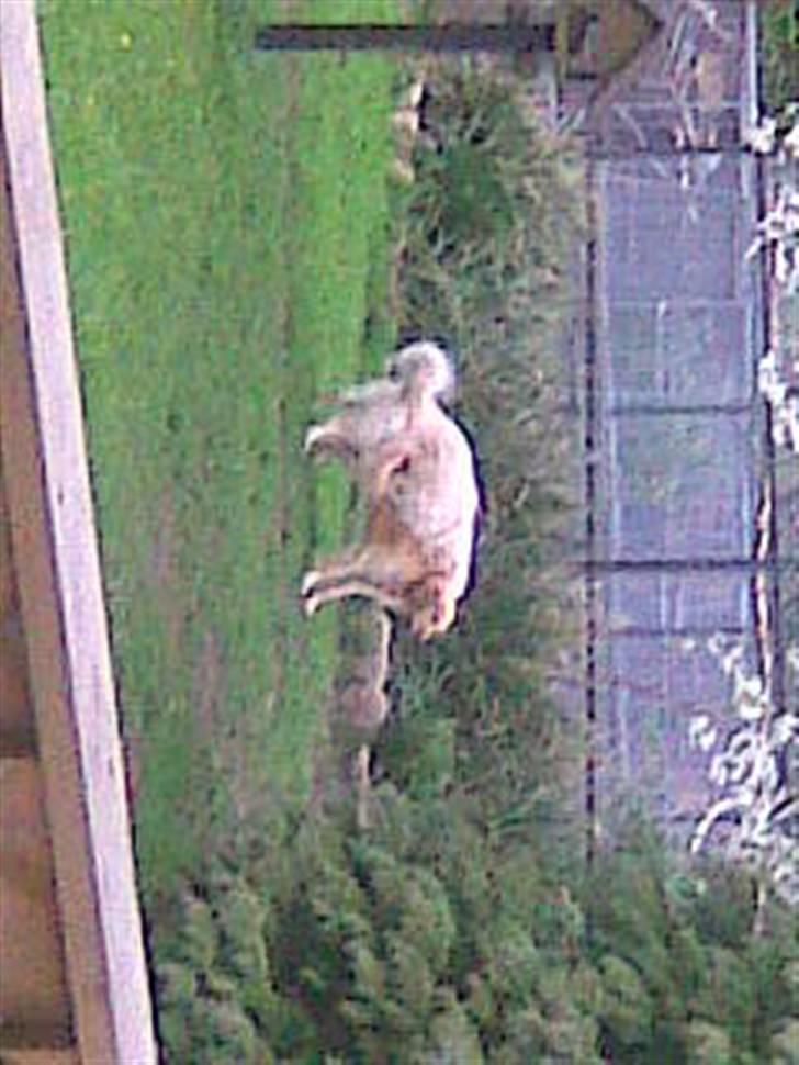 Golden retriever Amanda billede 11