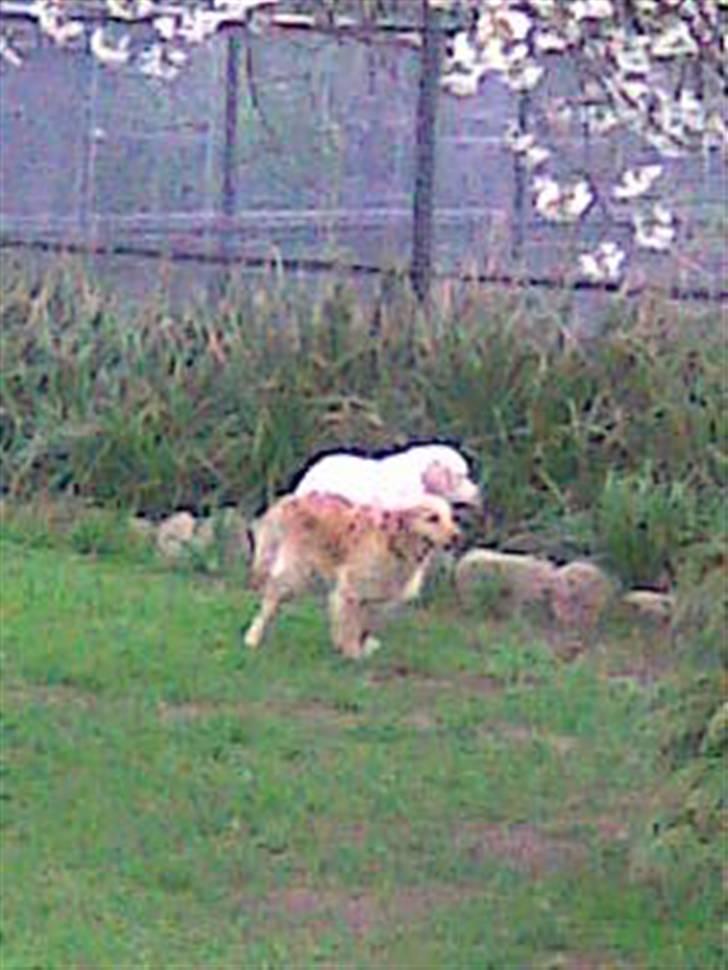 Golden retriever Amanda billede 12