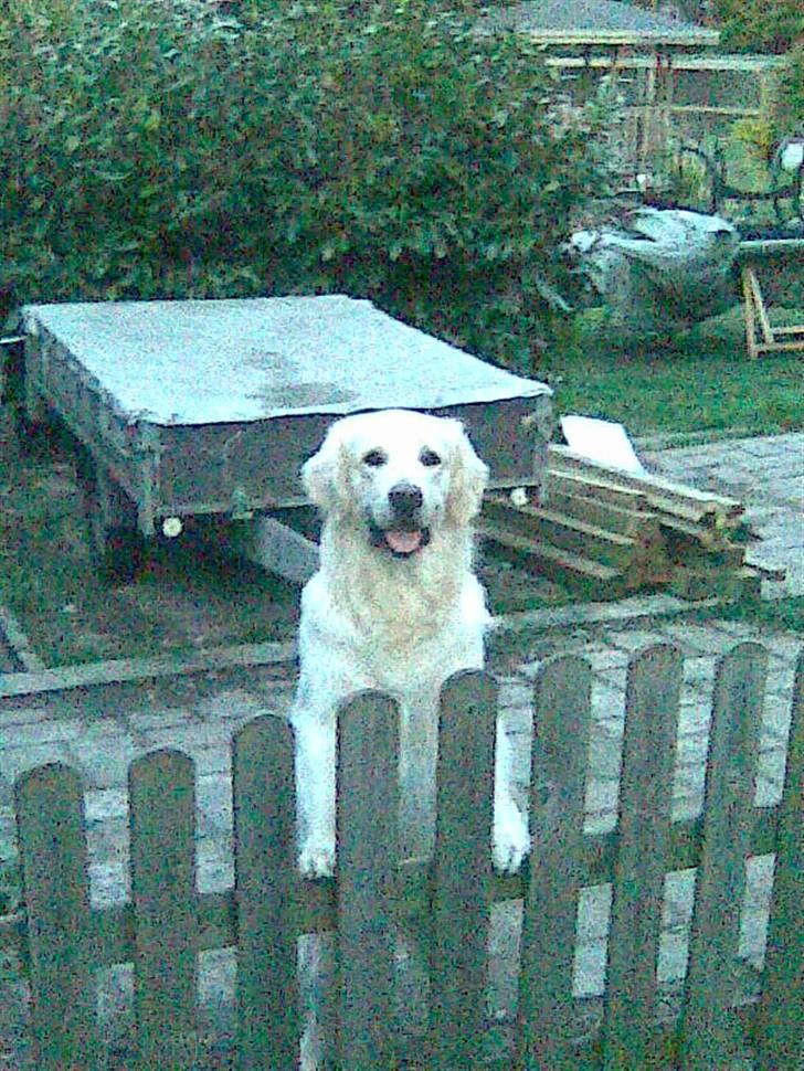 Golden retriever Amanda billede 13