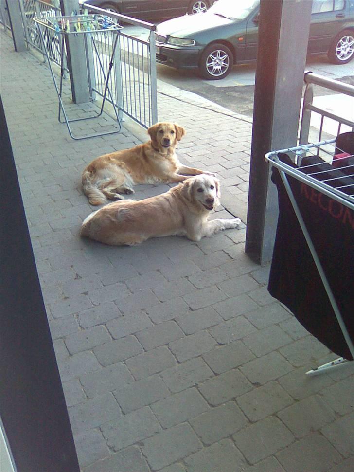 Golden retriever Mille R.I.P <3 billede 4