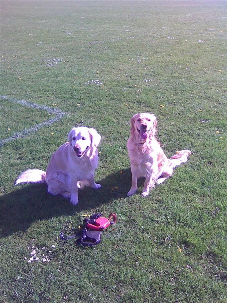 Golden retriever Mille R.I.P <3 billede 5