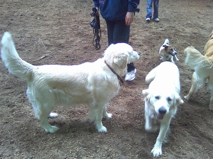 Golden retriever Mille R.I.P <3 billede 6