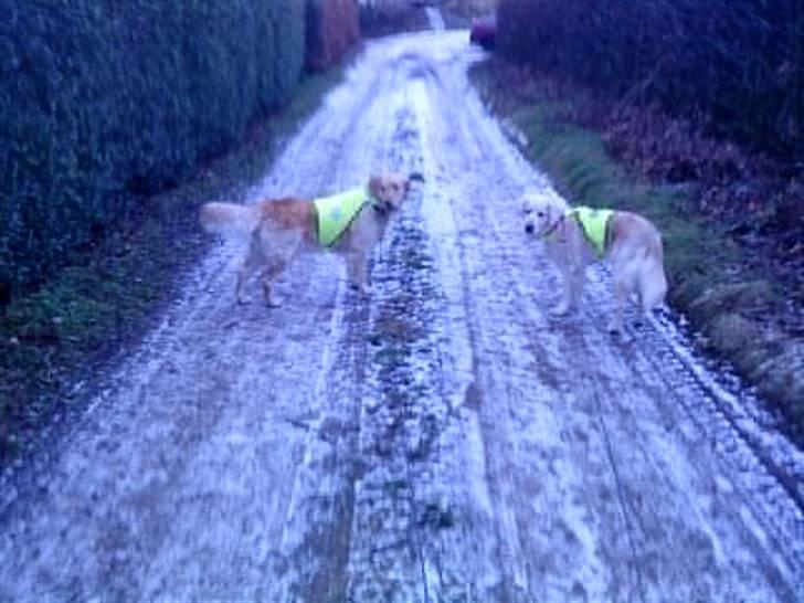 Golden retriever Mille R.I.P <3 billede 7