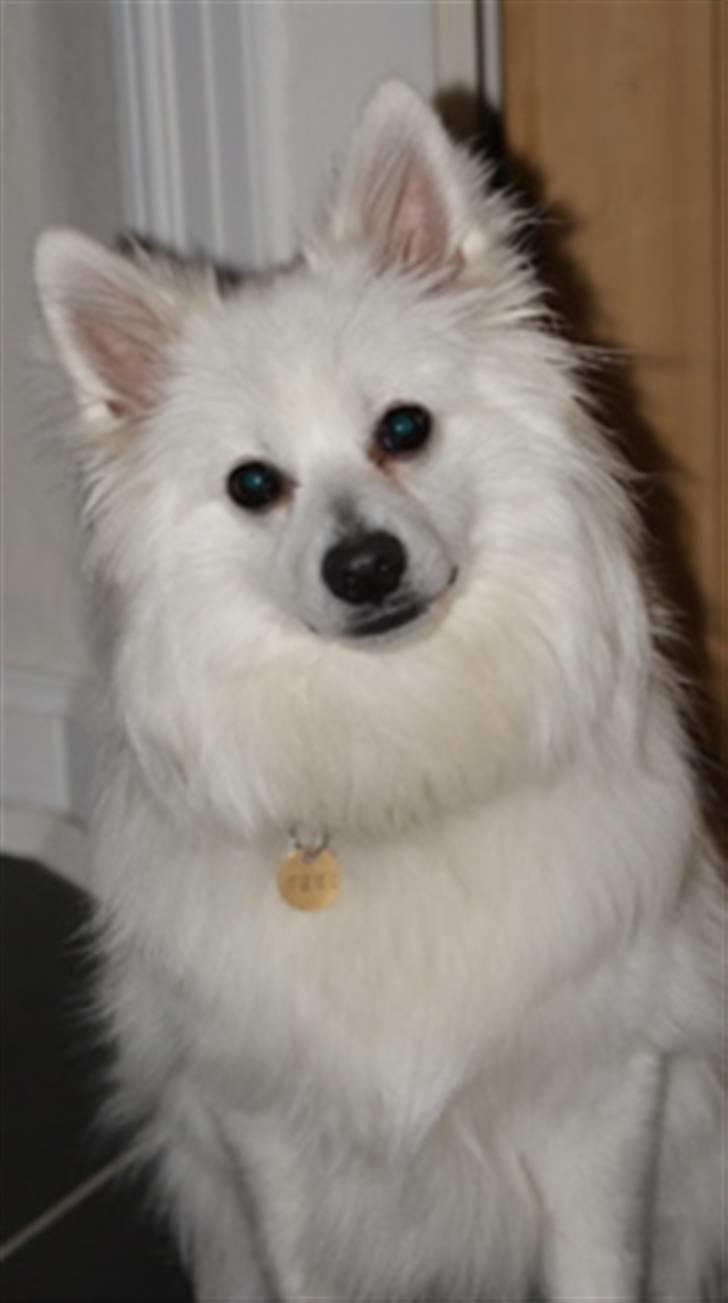 Volpino italiano Sofus (San Giovanni) billede 10