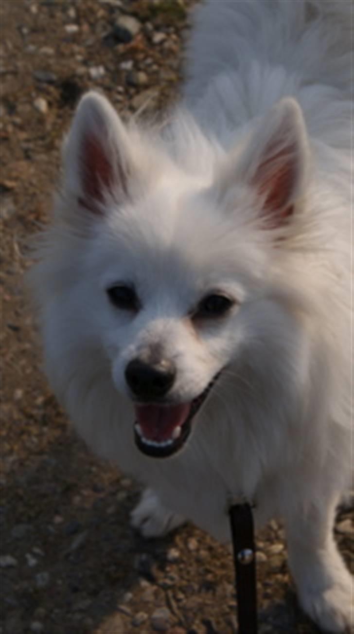 Volpino italiano Sofus (San Giovanni) billede 11