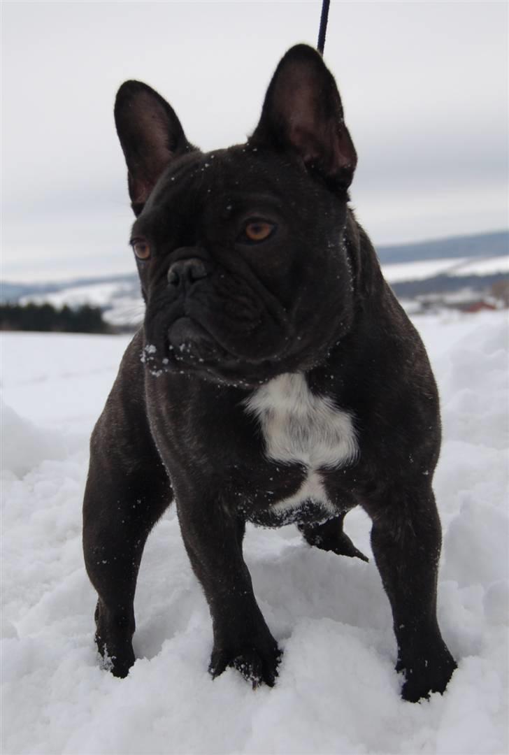 Fransk bulldog Countes Dracula billede 1