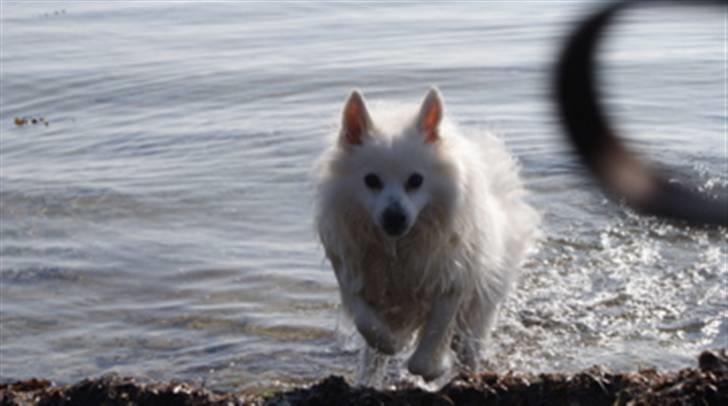 Volpino italiano Sofus (San Giovanni) billede 12