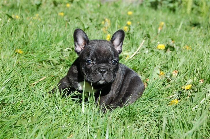 Fransk bulldog Countes Dracula billede 2