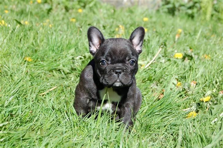 Fransk bulldog Countes Dracula billede 3