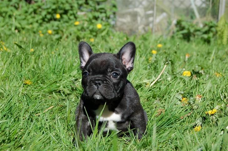 Fransk bulldog Countes Dracula billede 4