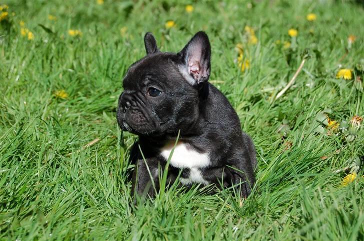 Fransk bulldog Countes Dracula billede 5