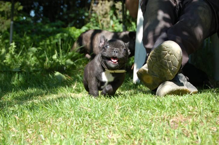 Fransk bulldog Countes Dracula billede 6