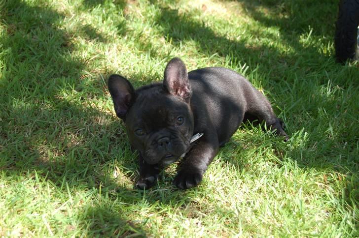 Fransk bulldog Countes Dracula billede 7